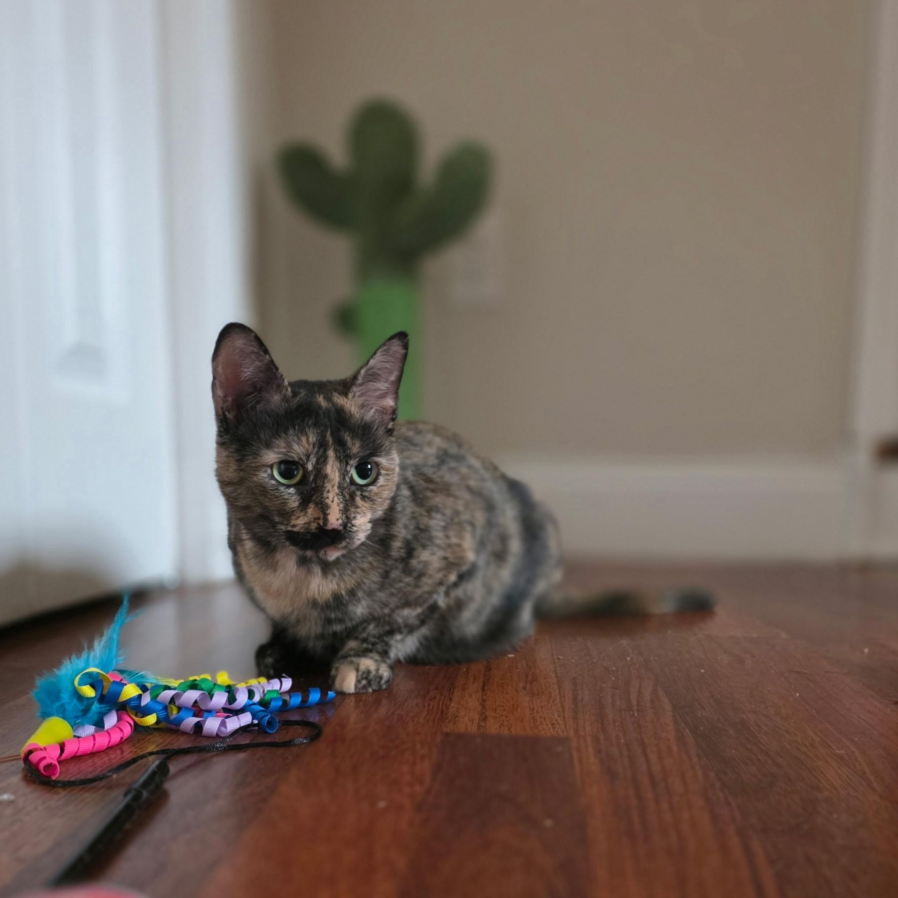 Enlarge Macaroon, a ADOPTABLE Domestic Short Hair in Norwalk, CT image 4/5