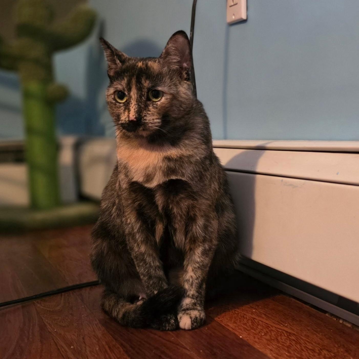 Macaroon, ADOPTABLE, Young Female Domestic Short Hair.