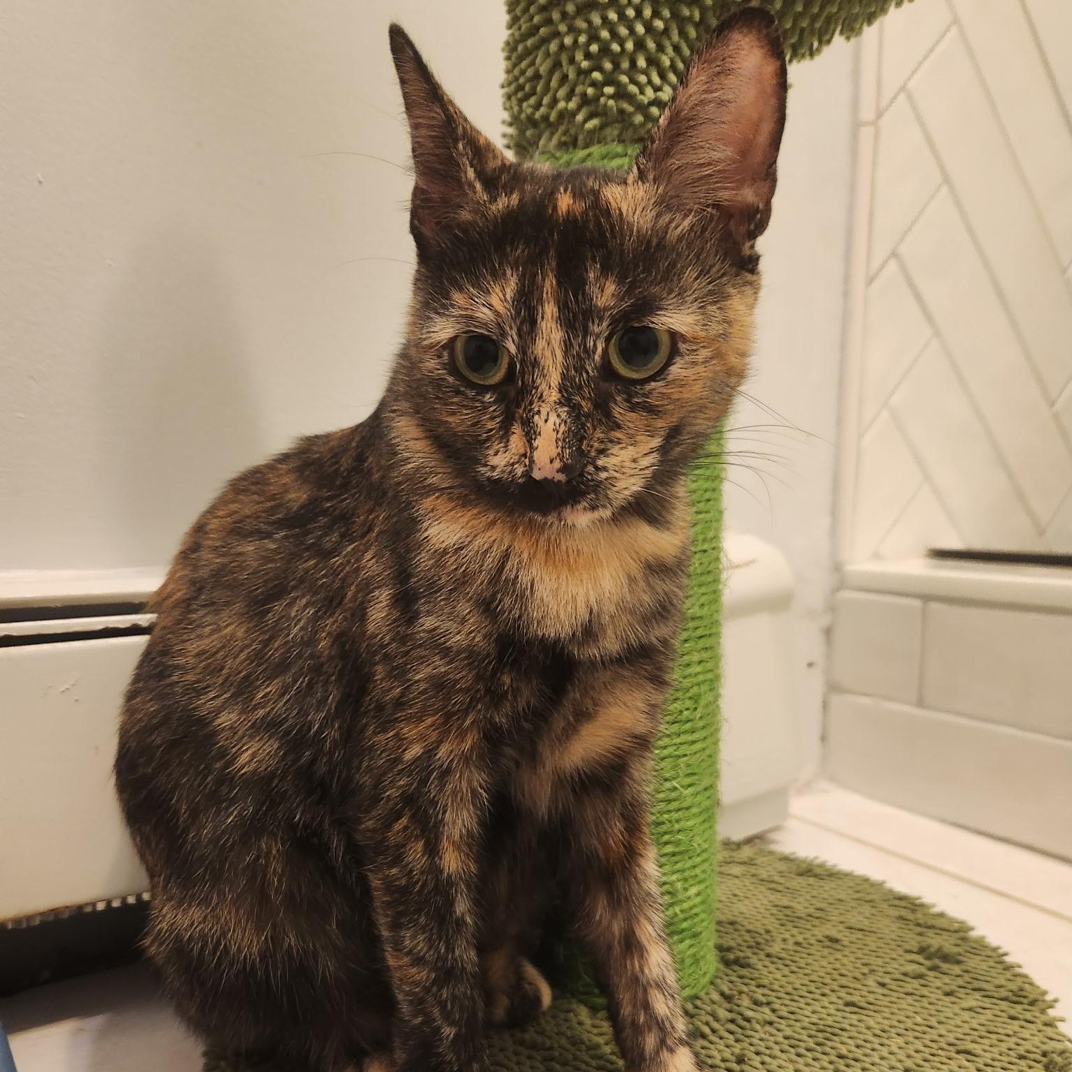 Enlarge Macaroon, a ADOPTABLE Domestic Short Hair in Norwalk, CT image 2/3