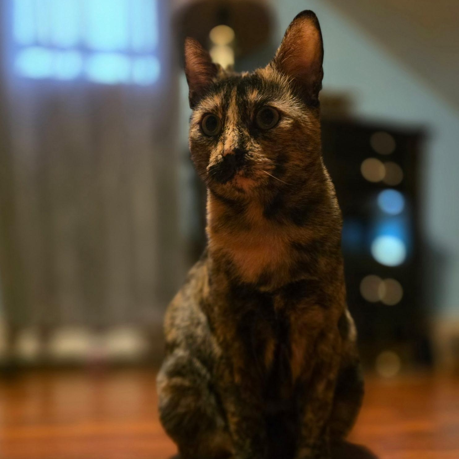 Enlarge Macaroon, a ADOPTABLE Domestic Short Hair in Norwalk, CT image 5/5