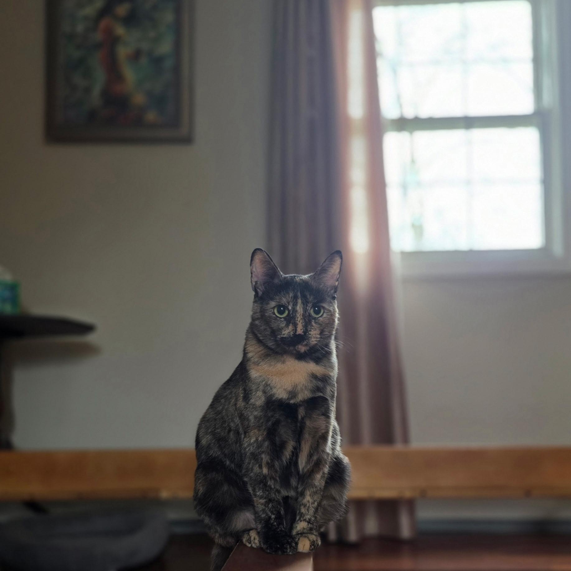 Macaroon, ADOPTABLE, Young Female Domestic Short Hair.