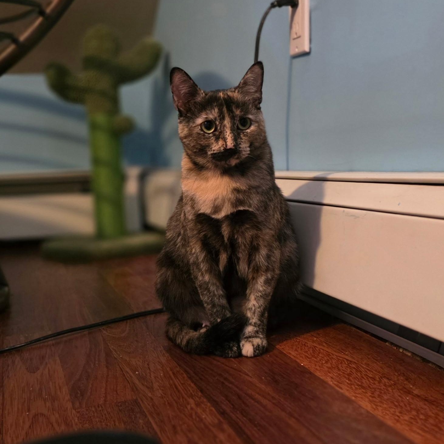 Enlarge Macaroon, a ADOPTABLE Domestic Short Hair in Norwalk, CT image 3/3