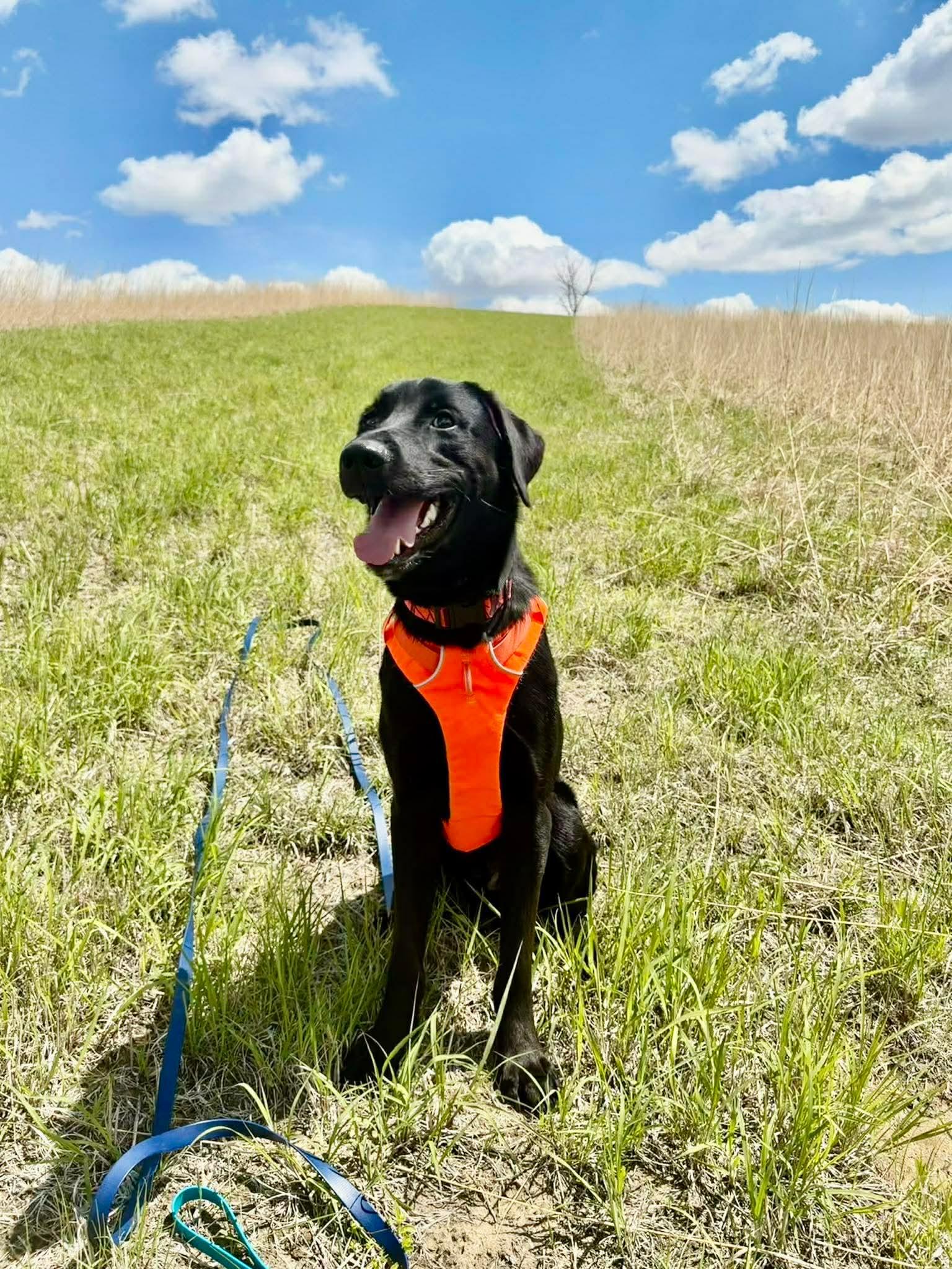 Enlarge Maverick , a ADOPTABLE mixed breed in Blair, NE image 5/5