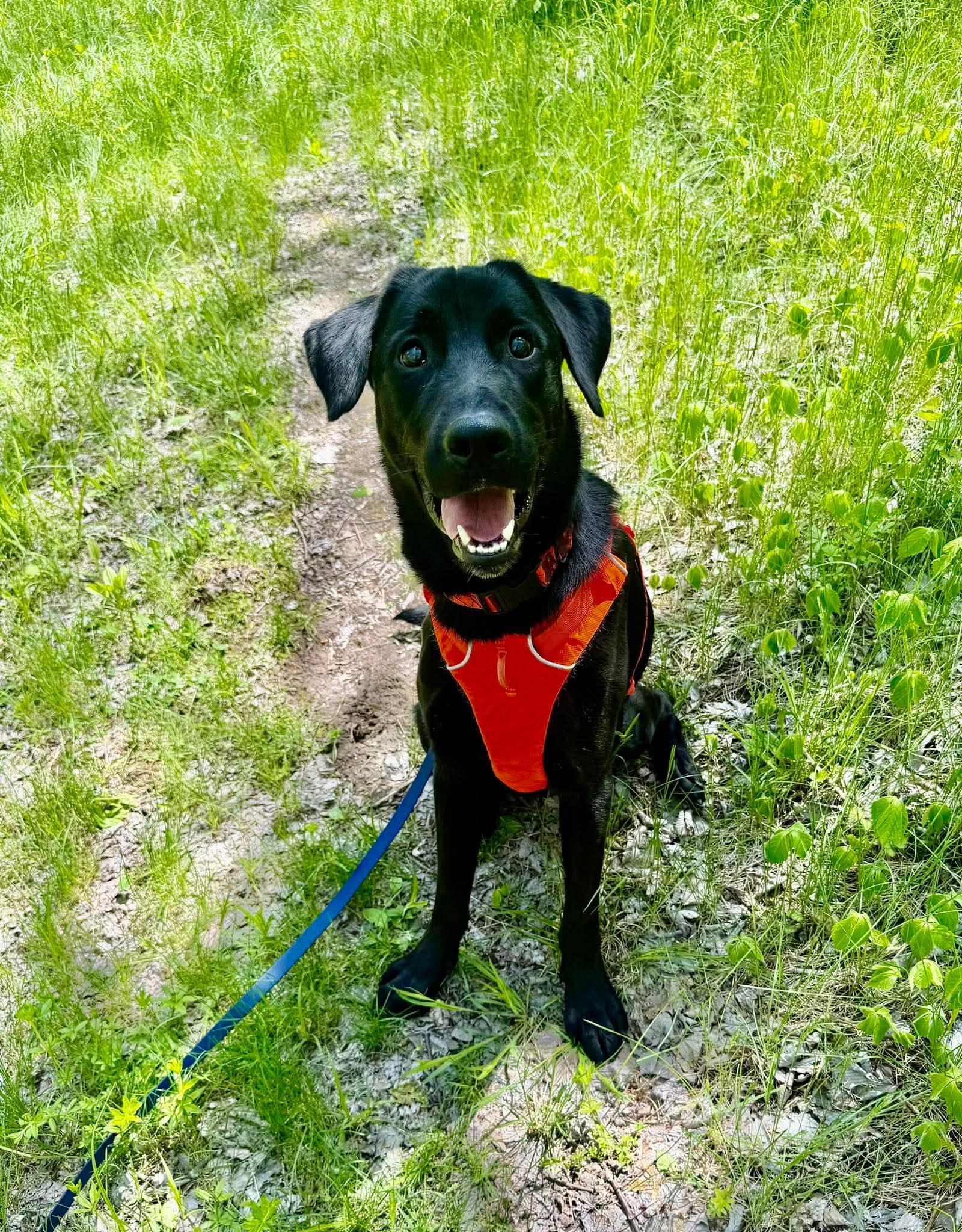 Maverick , ADOPTABLE, Young Male Black Labrador Retriever & German Shepherd Dog.