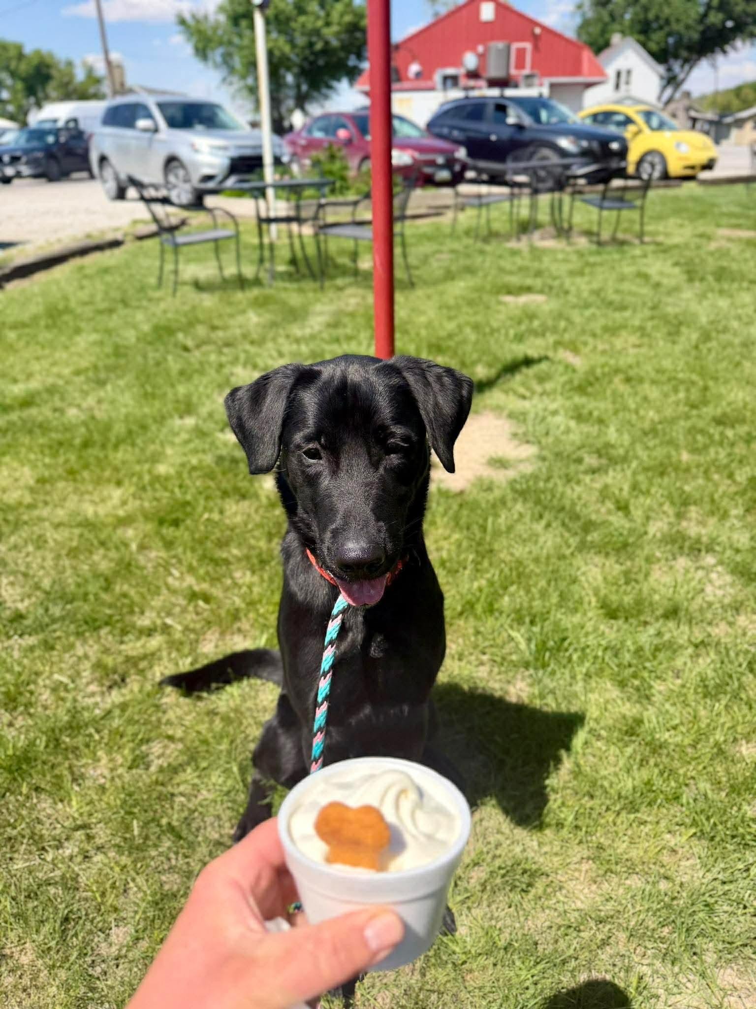 Enlarge Maverick , a ADOPTABLE mixed breed in Blair, NE image 2/5