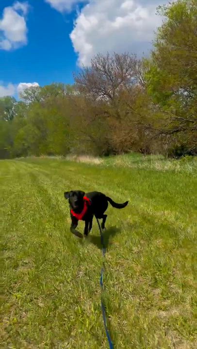 Enlarge Maverick , a ADOPTABLE mixed breed in Blair, NE video 3/5