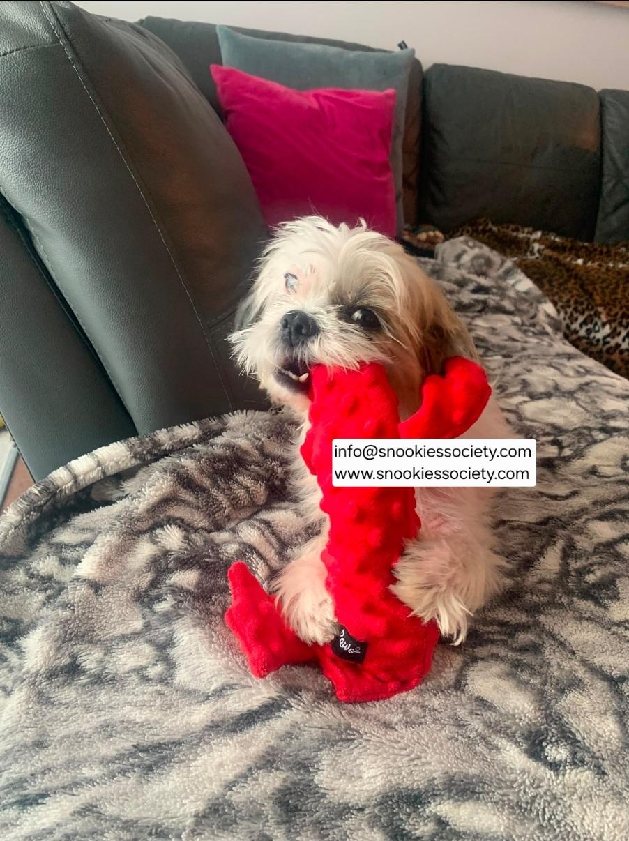 Peaches, ADOPTABLE, Adult Female Shih Tzu.