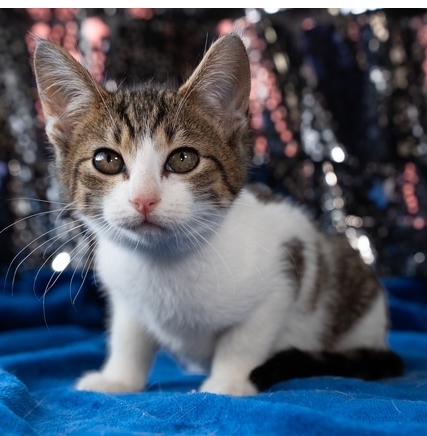 Robin, adopted, Kitten Female Domestic Short Hair.
