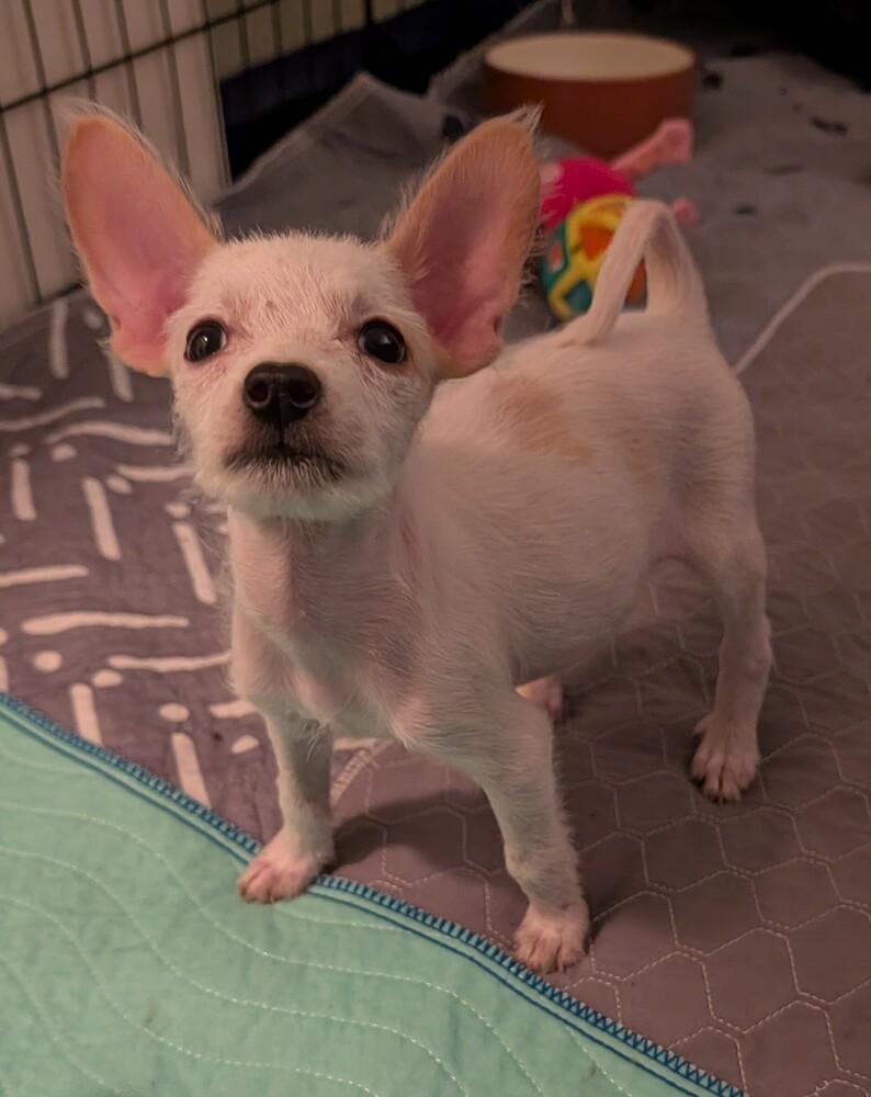 WREN, Adoptable, Puppy Female Chihuahua.