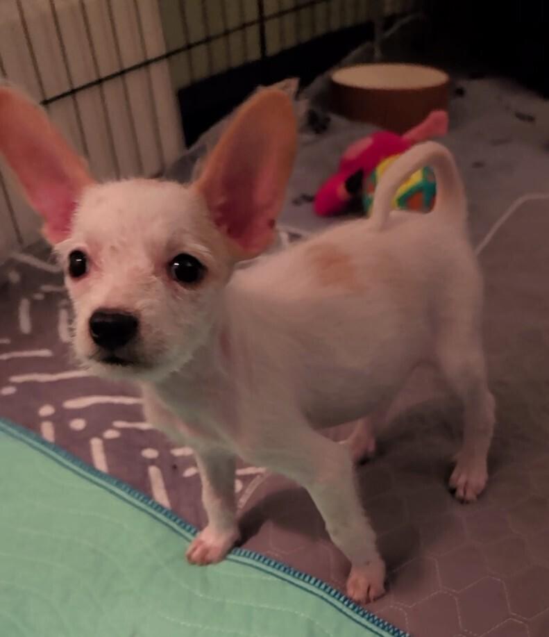 Enlarge WREN, a Adoptable mixed breed in Thornton, CO image 2/3