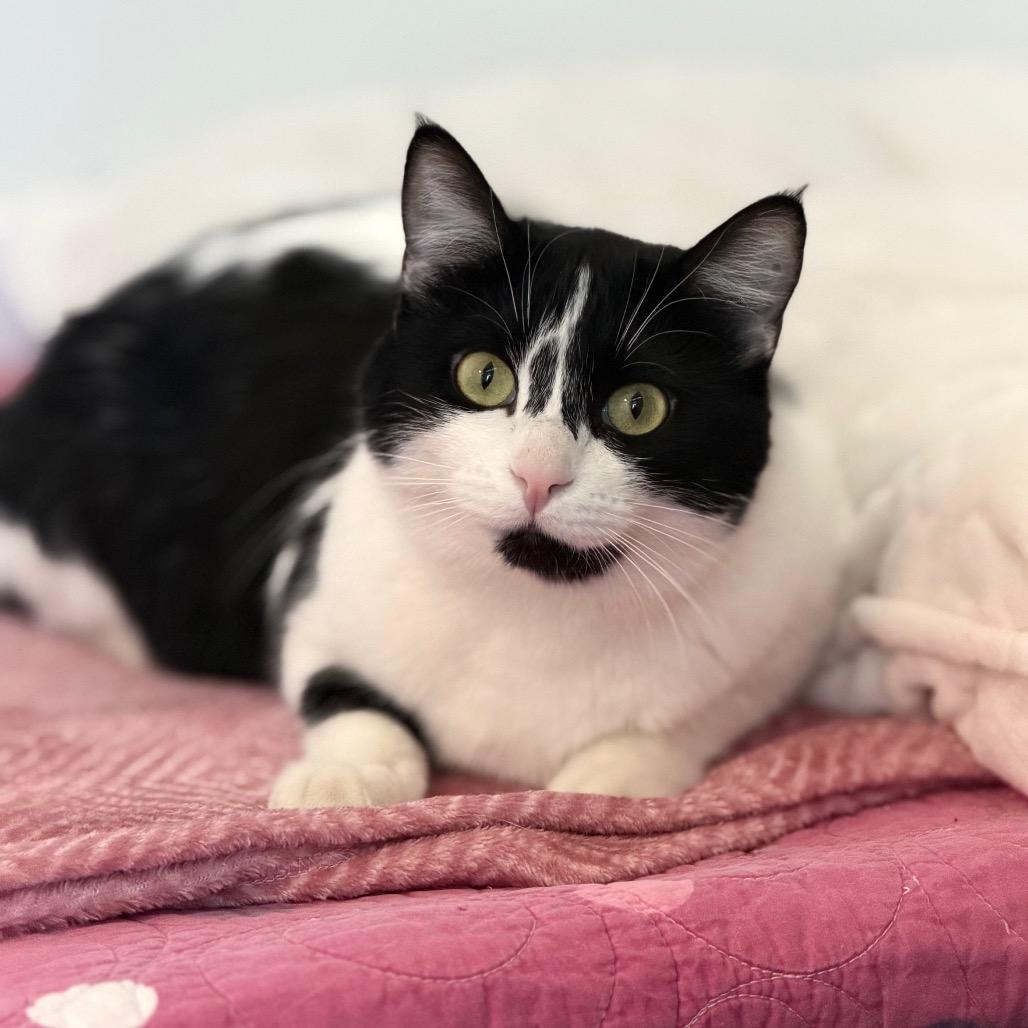 Enlarge Daphne, a Adoptable Domestic Short Hair in Rifle, CO image 1/6