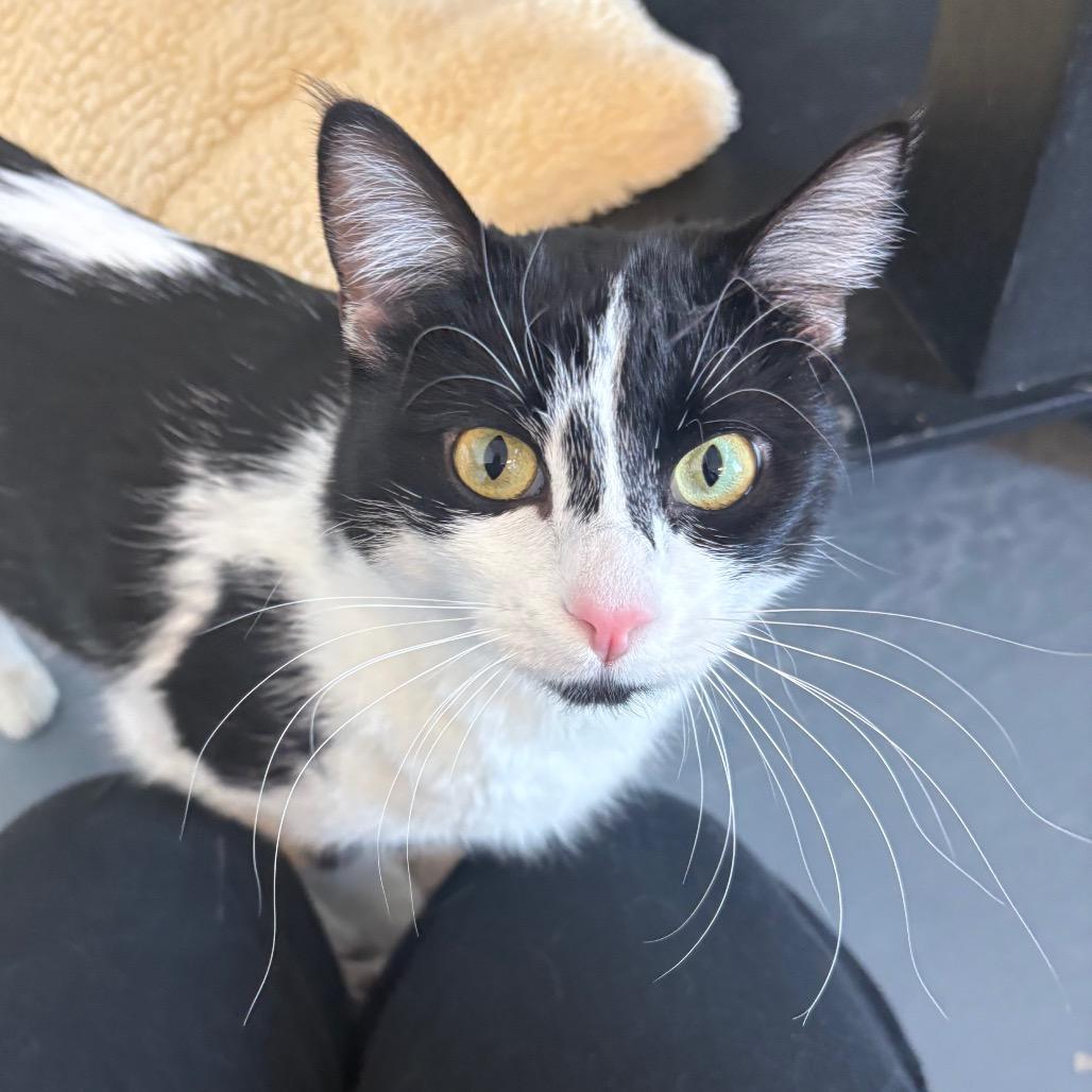 Daphne, Adoptable, Adult Female Domestic Short Hair.