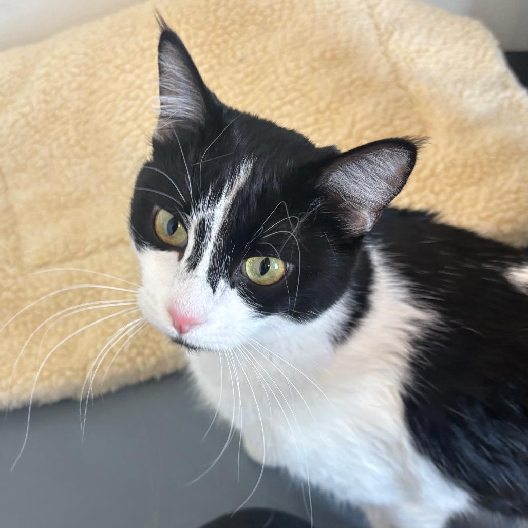 Enlarge Daphne, a Adoptable Domestic Short Hair in Rifle, CO image 2/6