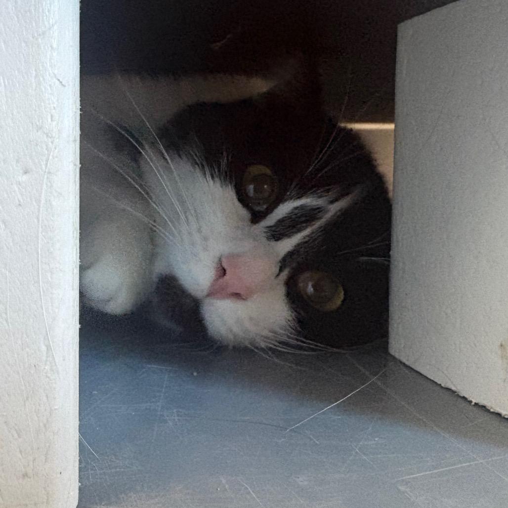 Enlarge Daphne, a Adoptable Domestic Short Hair in Rifle, CO image 3/6