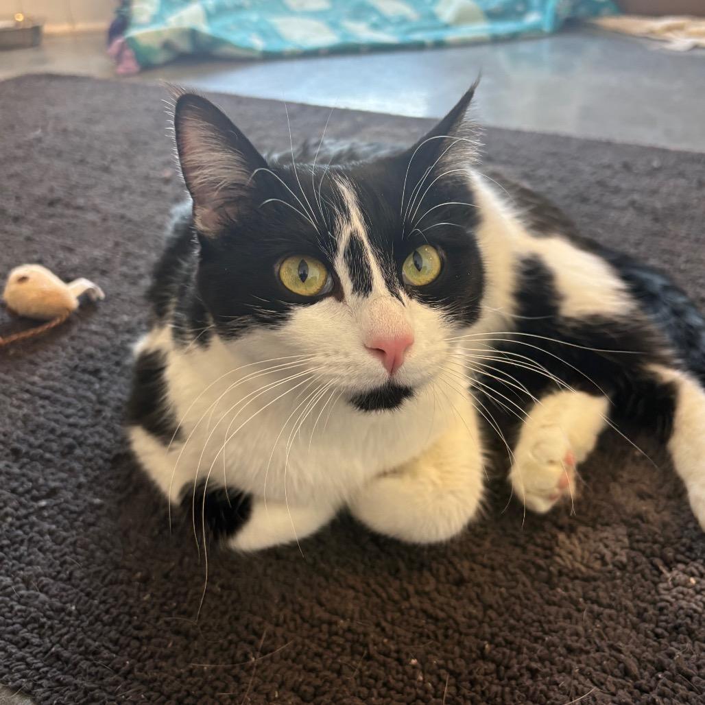 Enlarge Daphne, a Adoptable Domestic Short Hair in Rifle, CO image 4/6