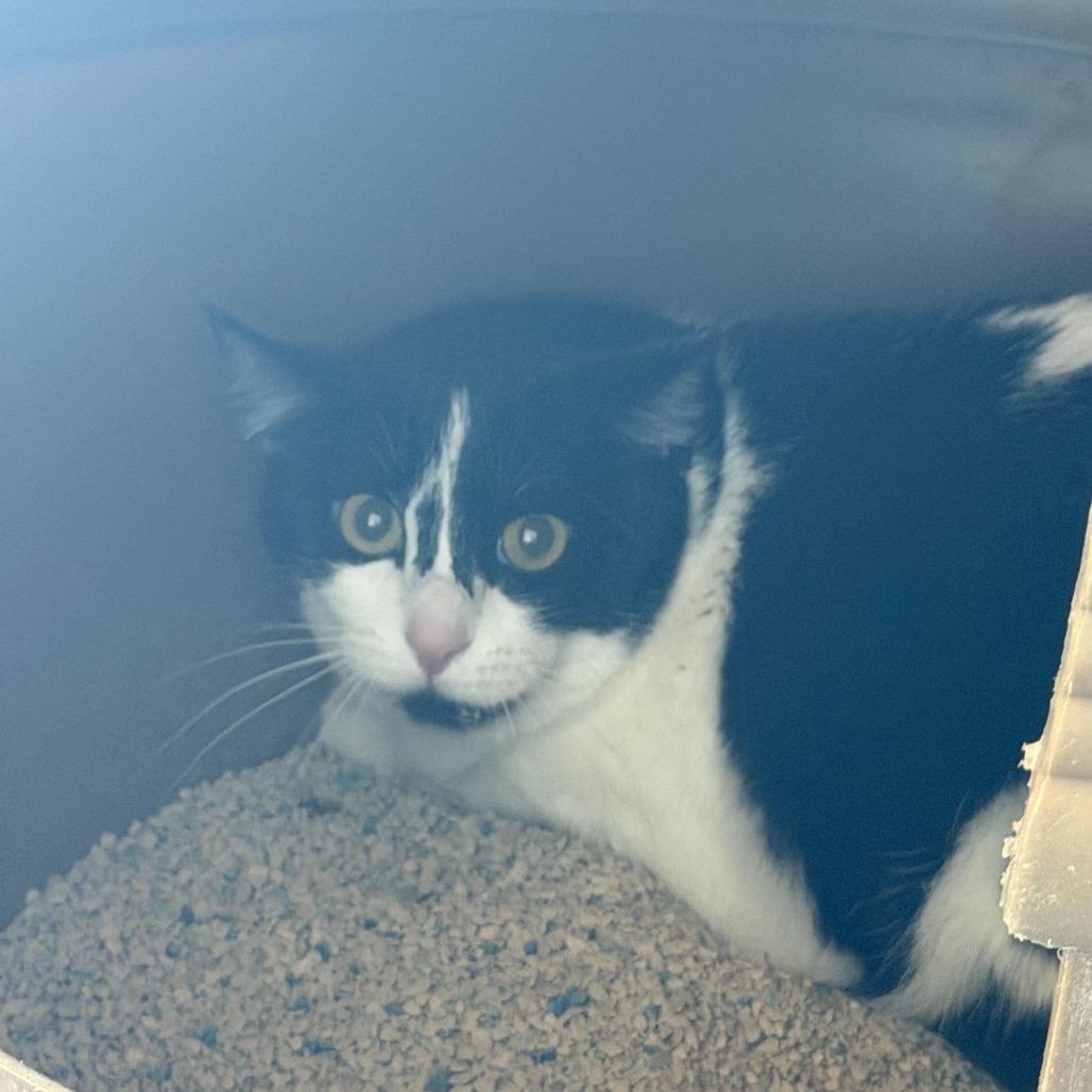 Enlarge Daphne, a Adoptable Domestic Short Hair in Rifle, CO image 5/6