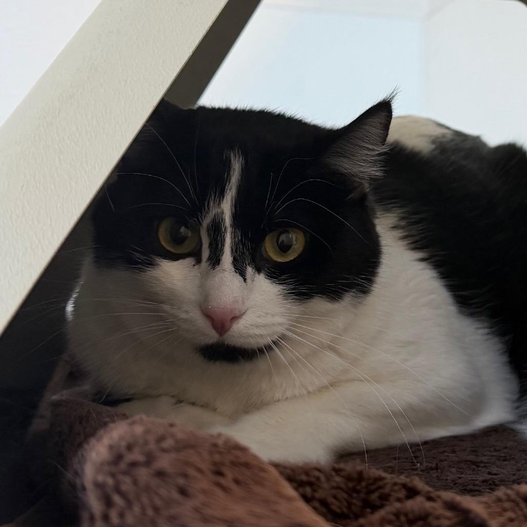 Enlarge Daphne, a Adoptable Domestic Short Hair in Rifle, CO image 6/6