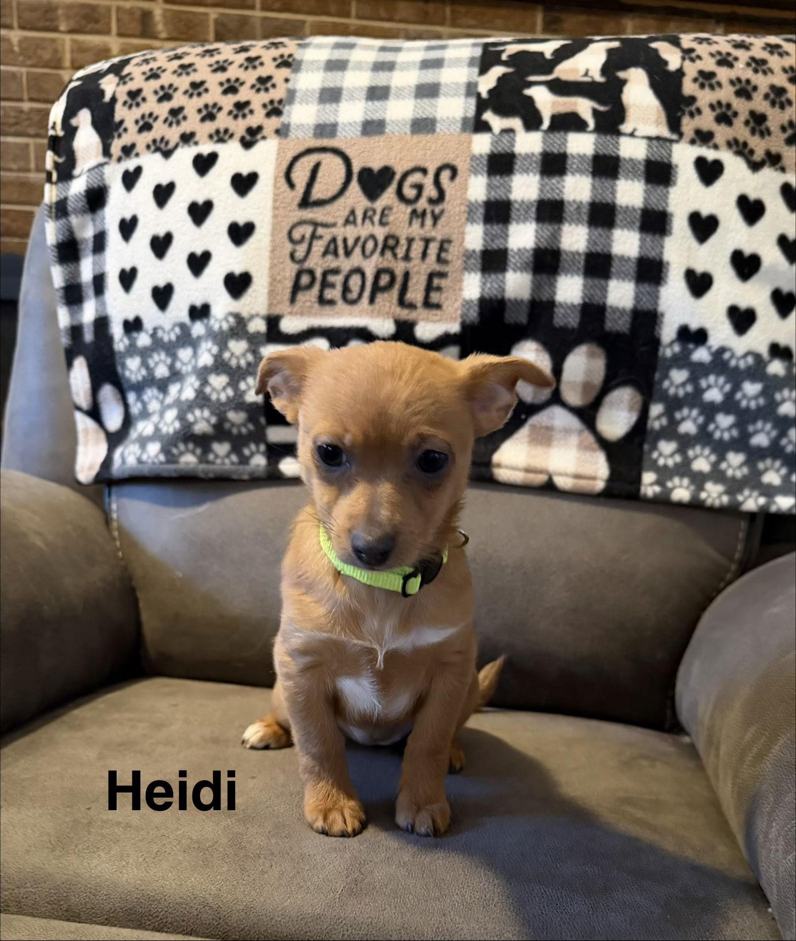Heidi, Adoptable, Young Female Chihuahua.