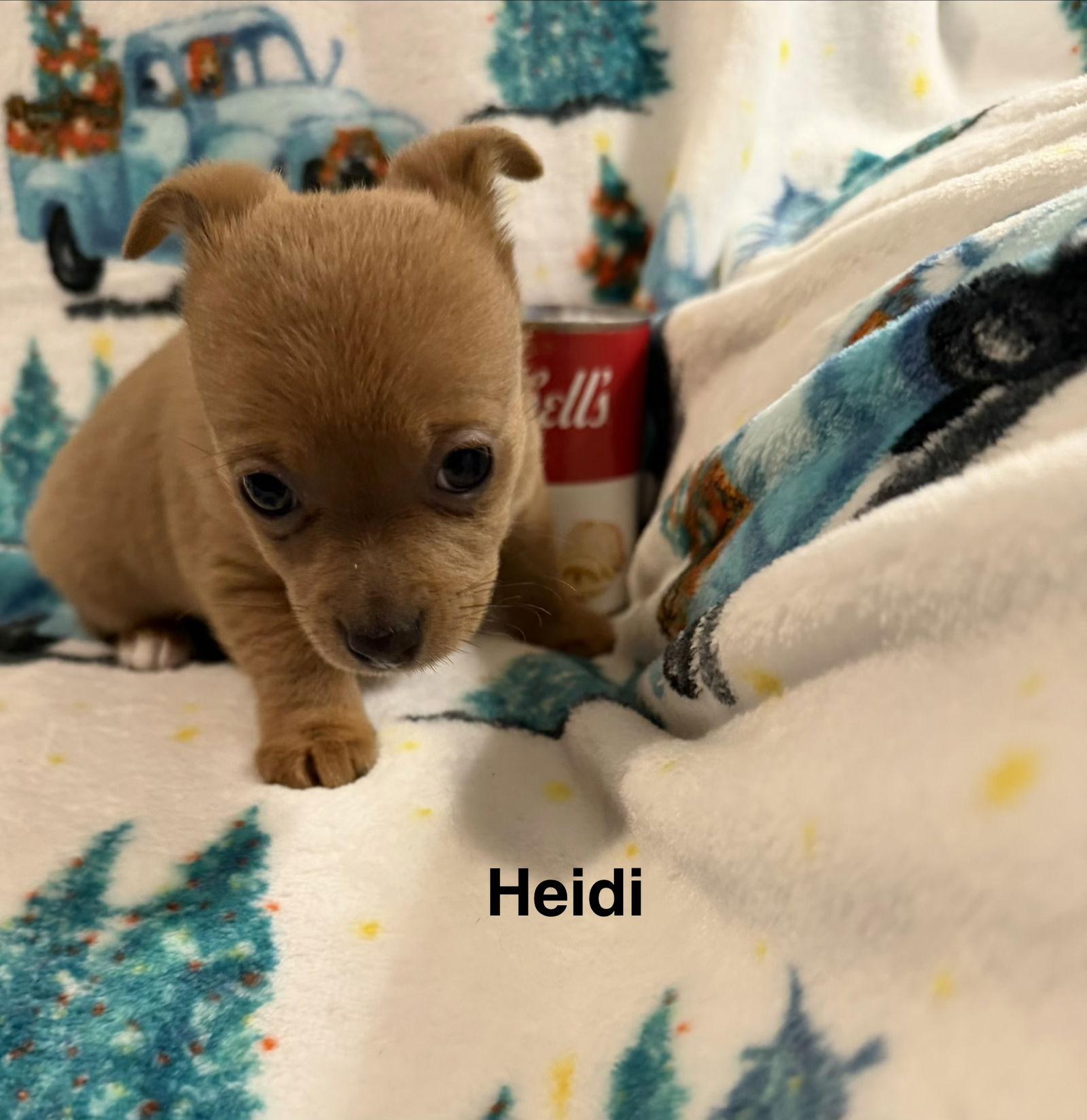 Heidi, Adoptable, Young Female Chihuahua.