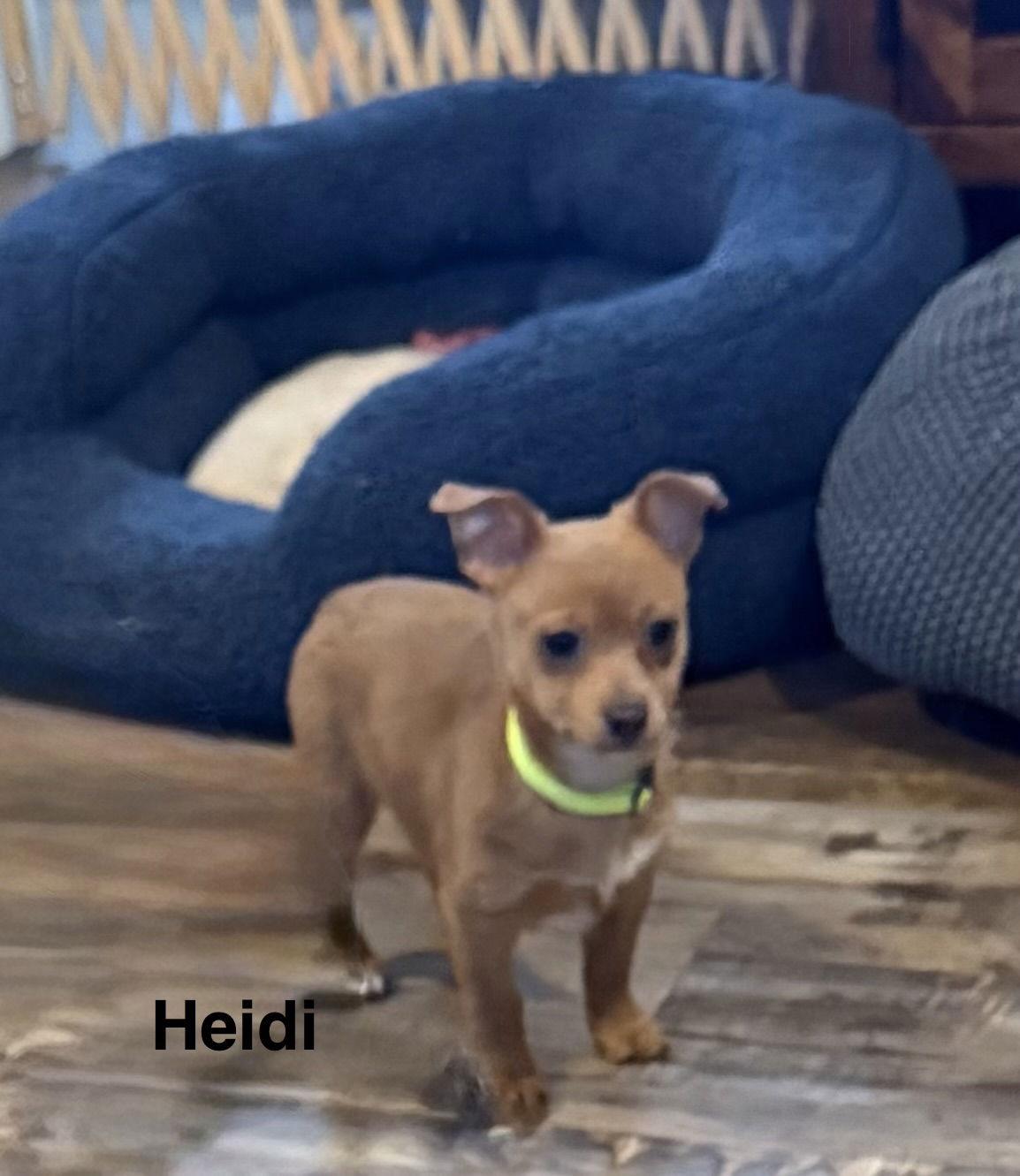 Enlarge Heidi, a Adoptable Chihuahua in Colorado Springs, CO image 3/3