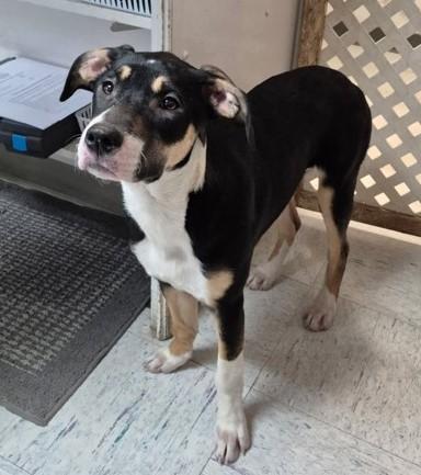 Noel, ADOPTABLE, Young Female Border Collie.