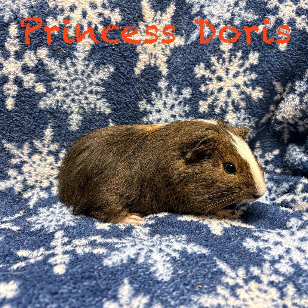 Princess Doris, Adoptable, Baby Male Guinea Pig.