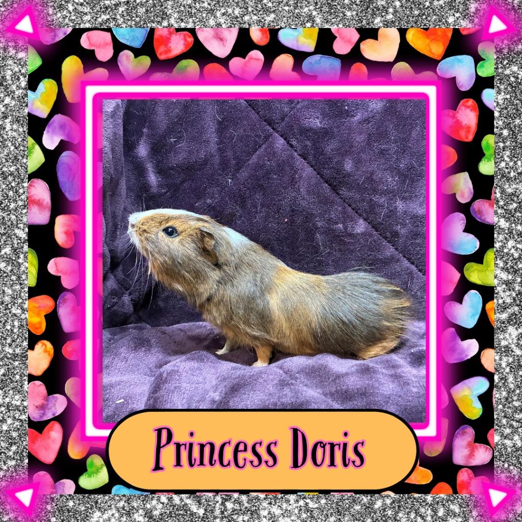 Enlarge Princess Doris, a Adoptable Guinea Pig in Elizabethtown, KY image 2/5