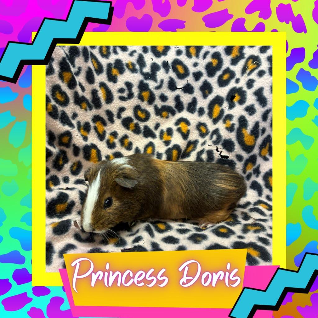 Enlarge Princess Doris, a Adoptable Guinea Pig in Elizabethtown, KY image 3/5