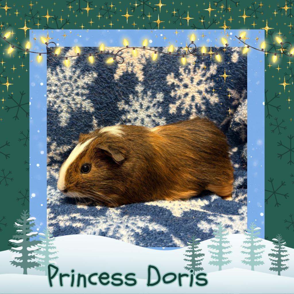 Enlarge Princess Doris, a Adoptable Guinea Pig in Elizabethtown, KY image 4/5