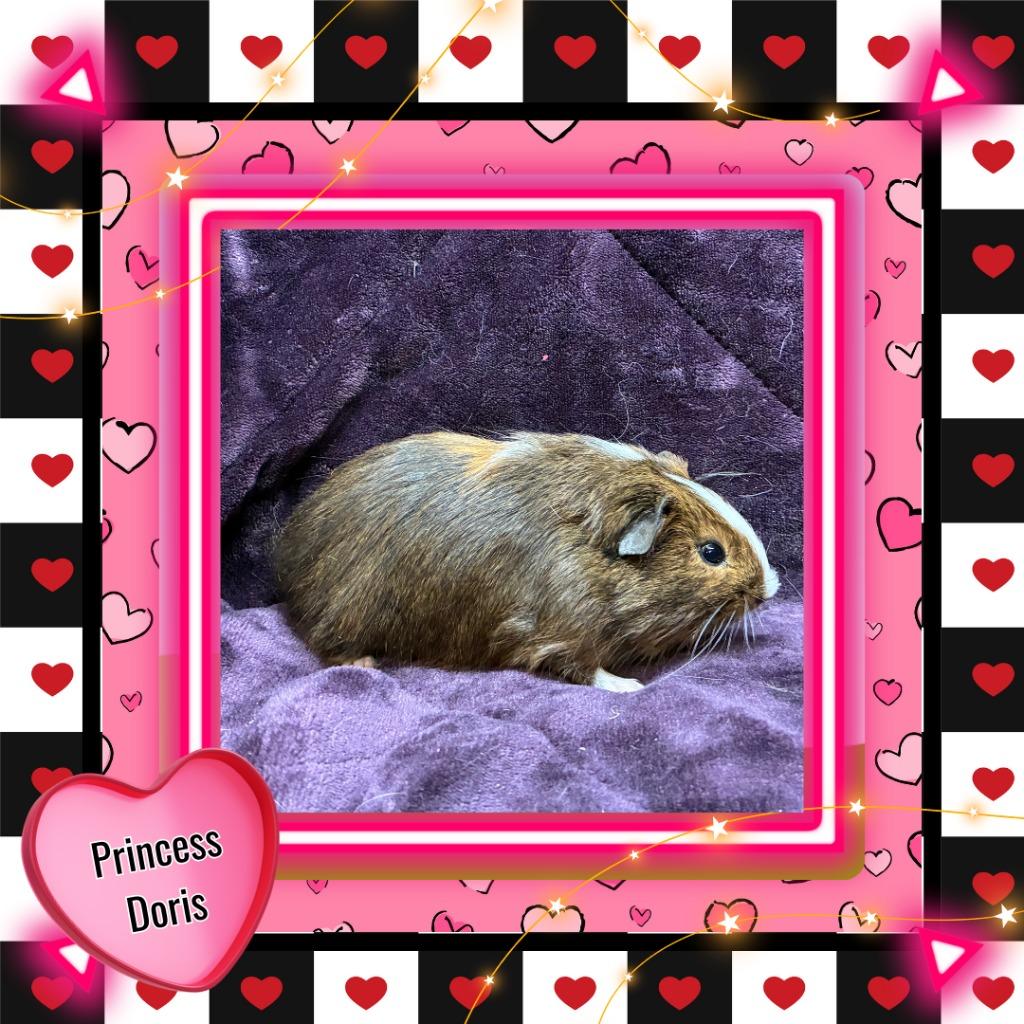 Enlarge Princess Doris, a Adoptable Guinea Pig in Elizabethtown, KY image 5/5