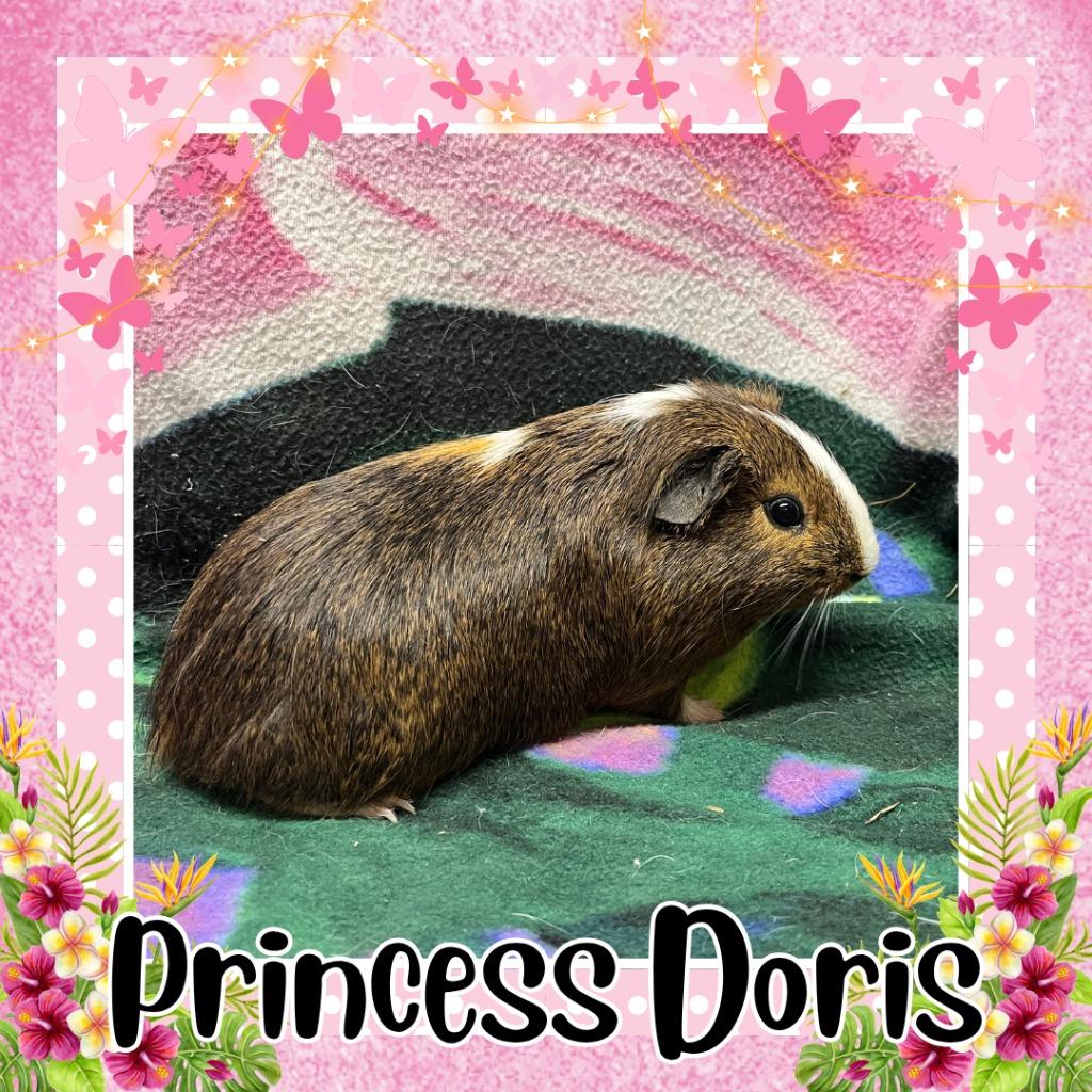 Princess Doris - Adoptable Pet | Petfinder | Petfinder