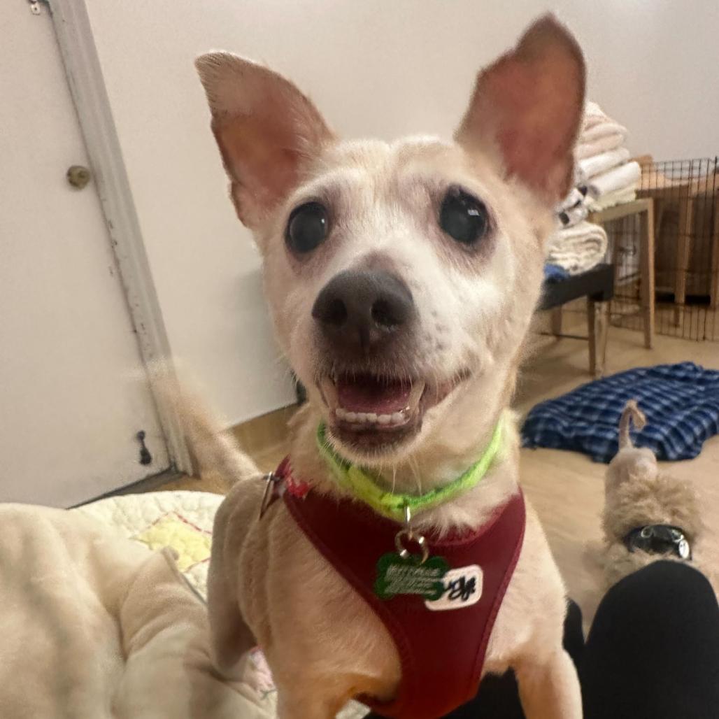 Enlarge Trenton 13688, a Adoptable Terrier in San Francisco, CA image 1/6