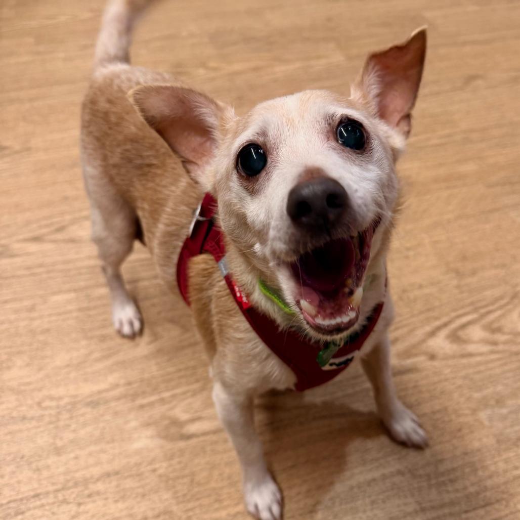 Enlarge Trenton 13688, a Adoptable Terrier in San Francisco, CA image 2/6
