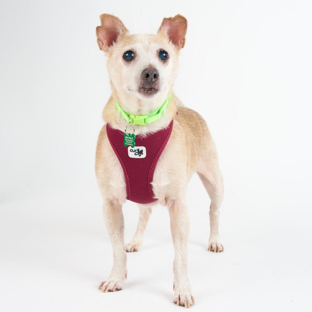 Enlarge Trenton 13688, a Adoptable Terrier in San Francisco, CA image 3/6