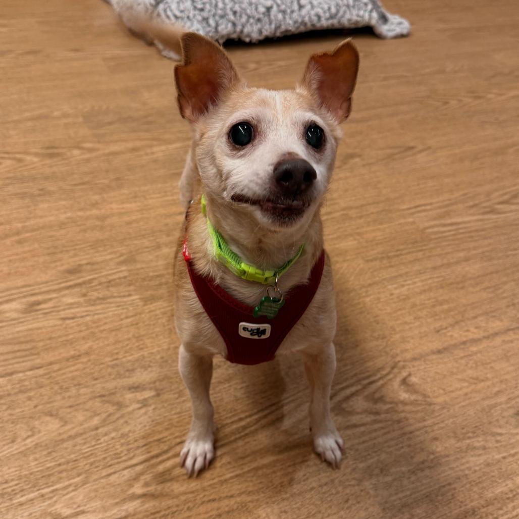 Enlarge Trenton 13688, a Adoptable Terrier in San Francisco, CA image 4/6