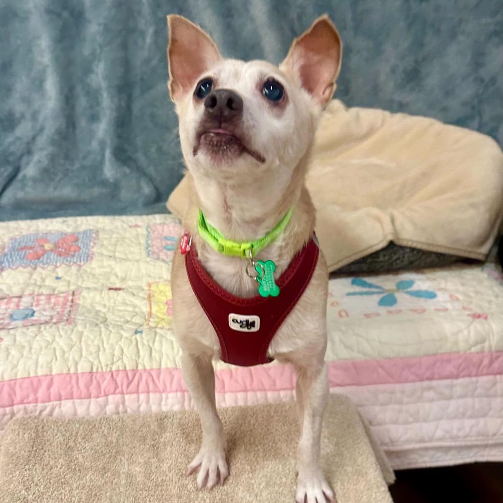 Enlarge Trenton 13688, a Adoptable Terrier in San Francisco, CA image 6/6