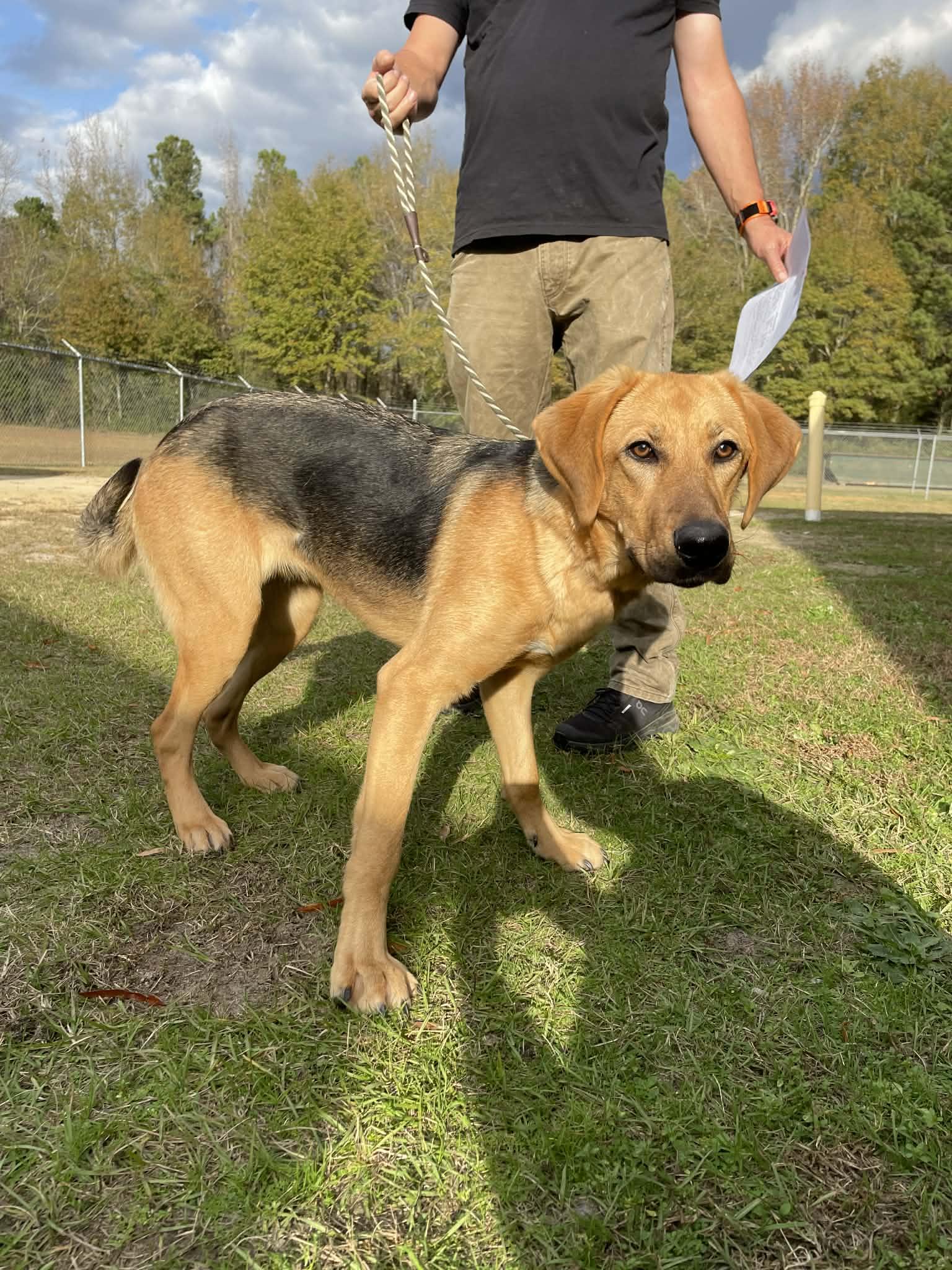 Matilda, ADOPTABLE, Adult Female Hound & Shepherd.