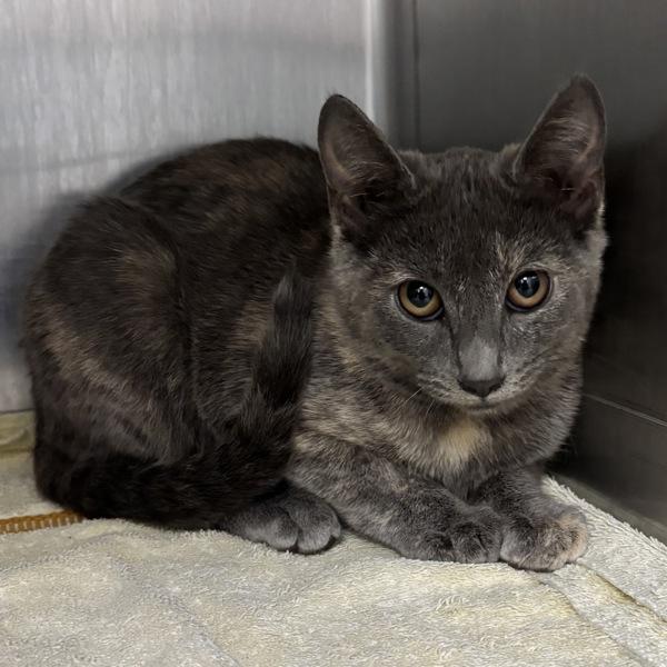 Aisha, Adoptable, Kitten Female Domestic Short Hair.