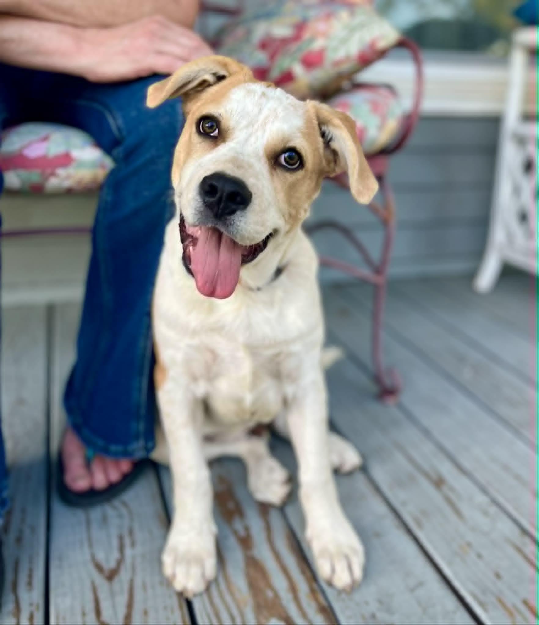 Beethoven, adopted, Puppy Male Australian Cattle Dog / Blue Heeler & Great Pyrenees.