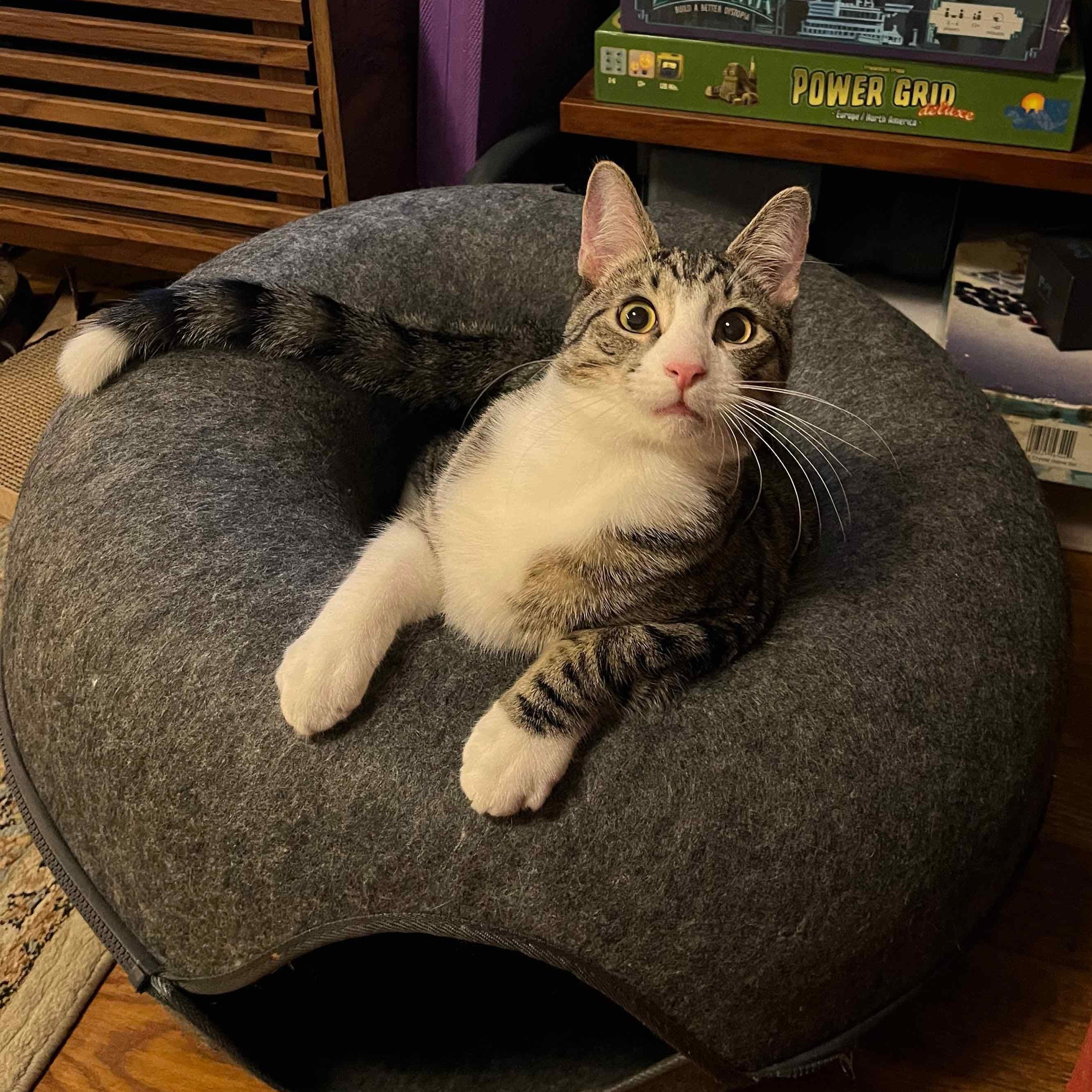 Enlarge Merlin, an adopted American Shorthair in New York, NY image 2/6