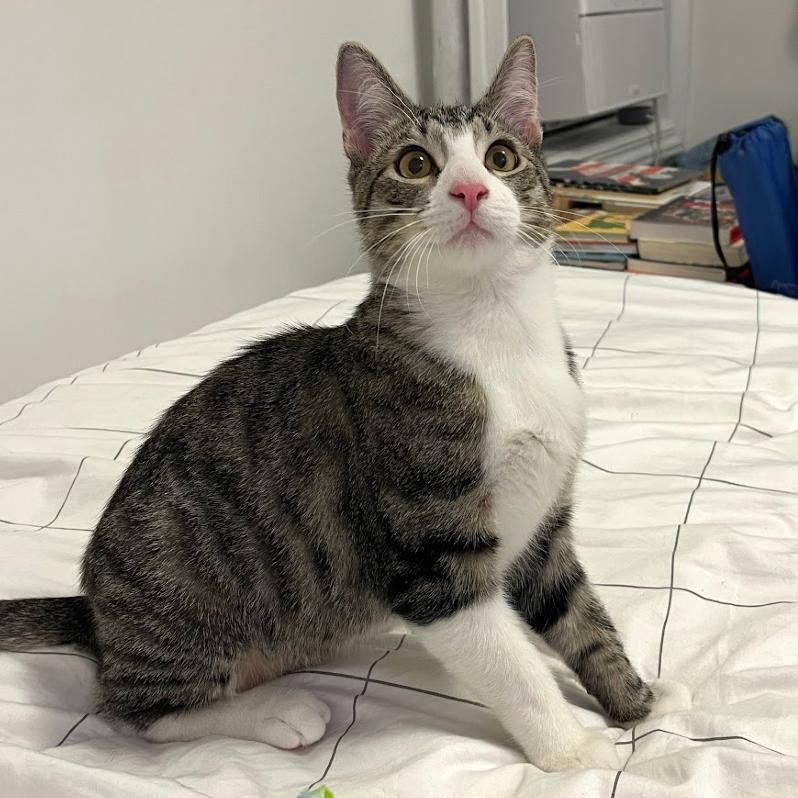 Enlarge Merlin, an adopted American Shorthair in New York, NY image 1/6