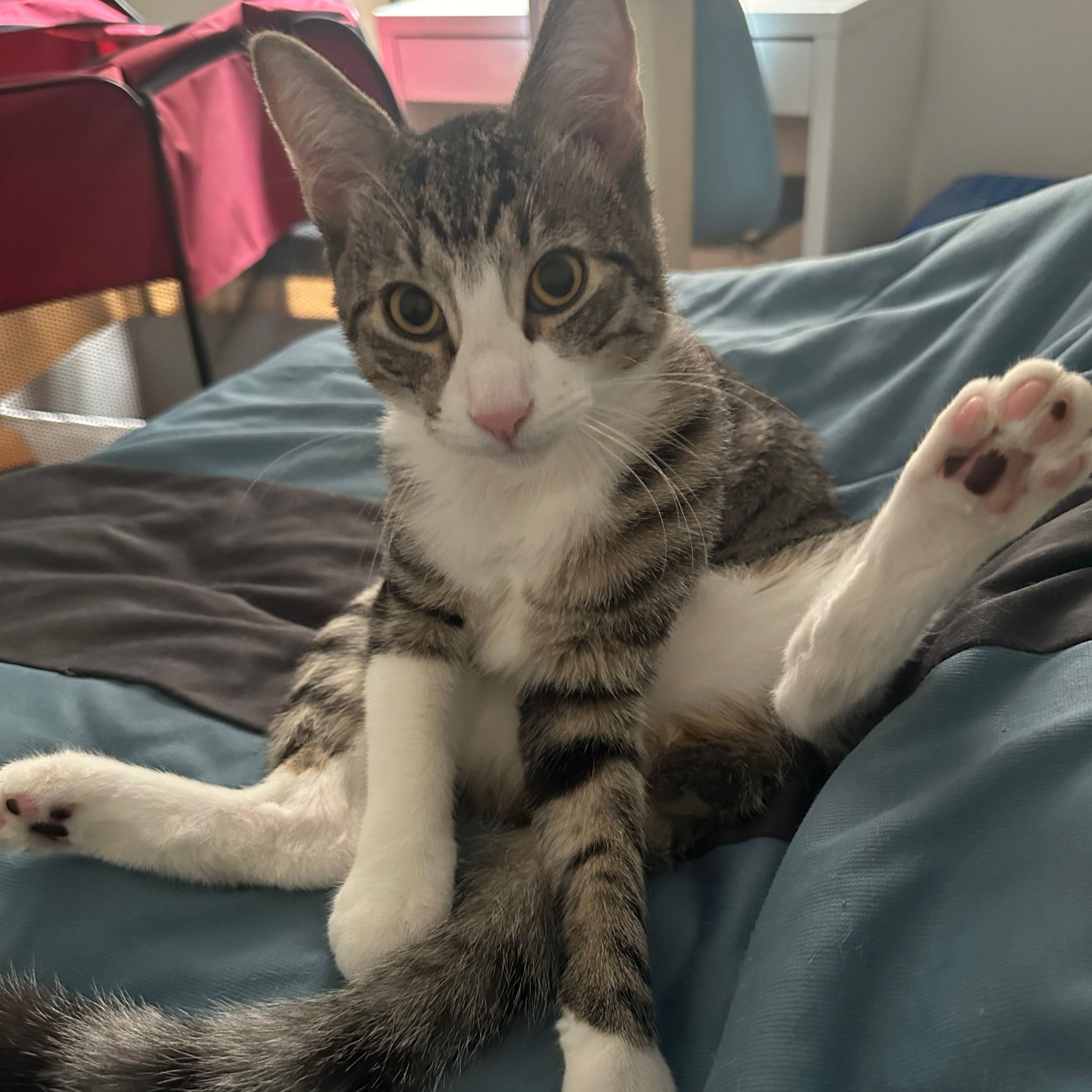 Enlarge Merlin, an adopted American Shorthair in New York, NY image 3/6