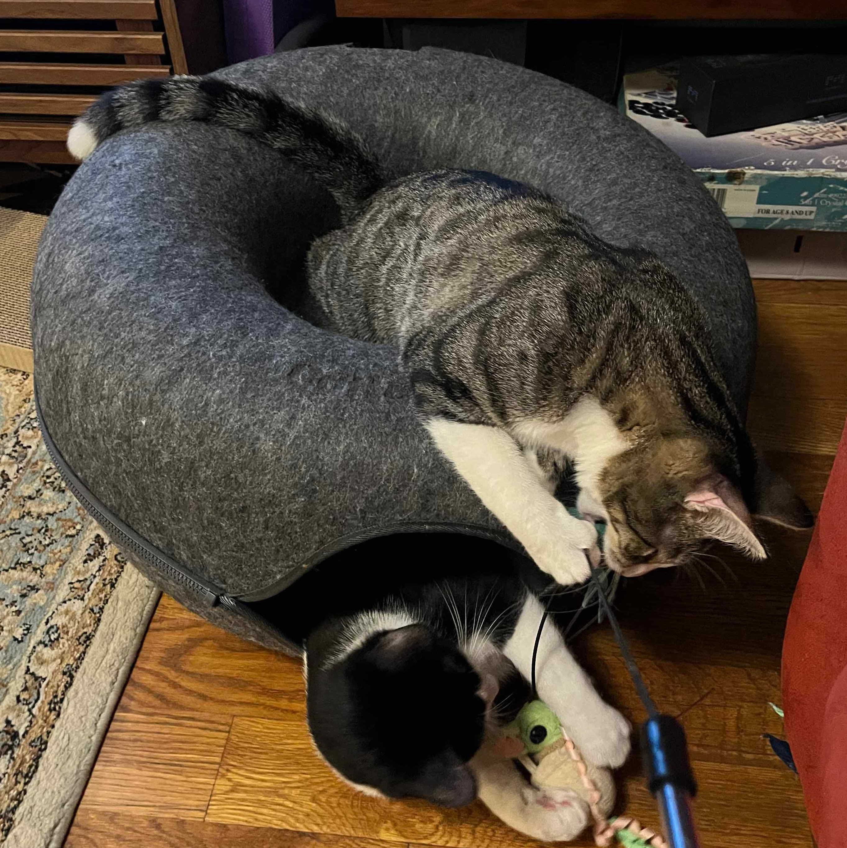 Enlarge Merlin, an adopted American Shorthair in New York, NY image 6/6