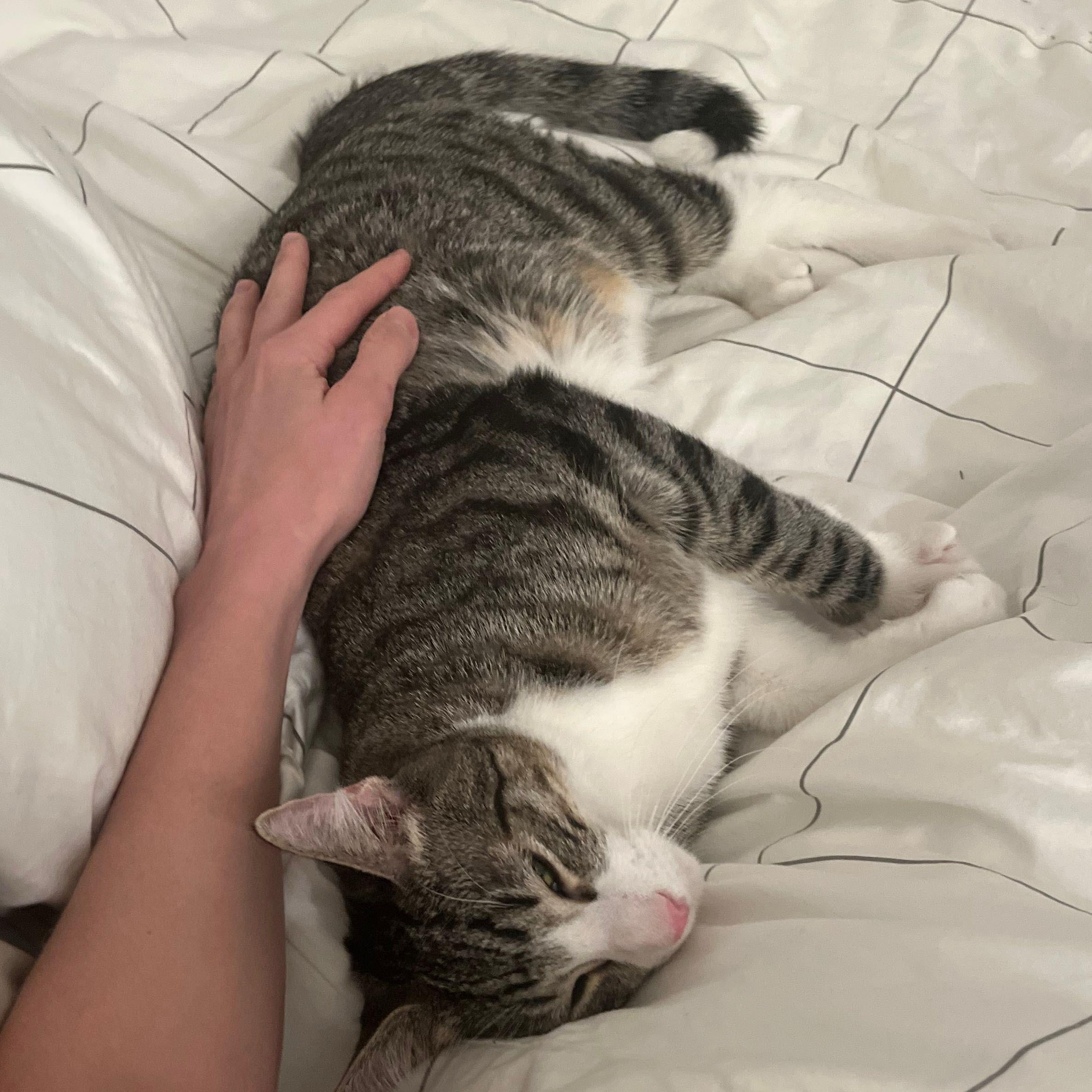 Enlarge Merlin, an adopted American Shorthair in New York, NY image 5/6