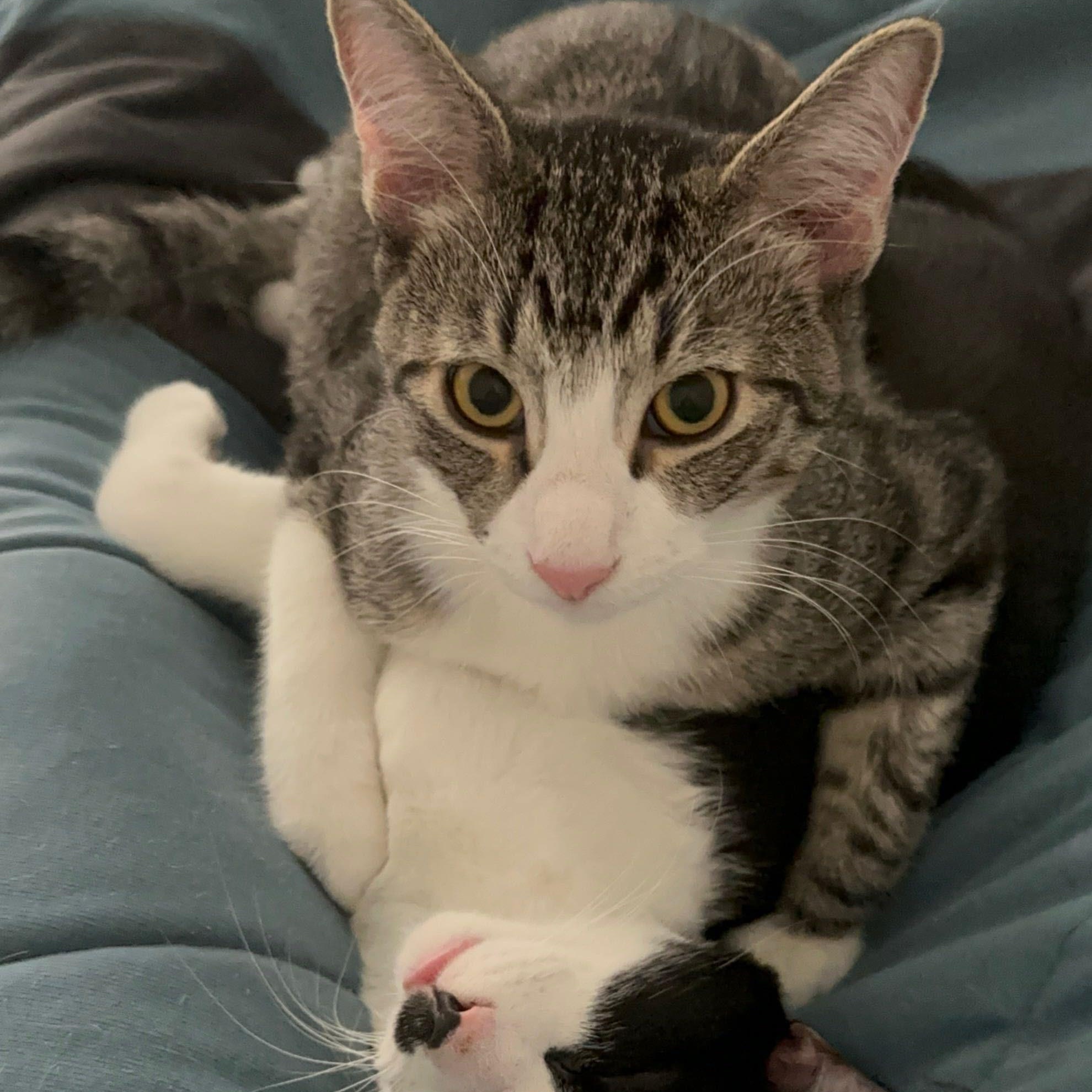 Enlarge Merlin, an adopted American Shorthair in New York, NY image 4/6