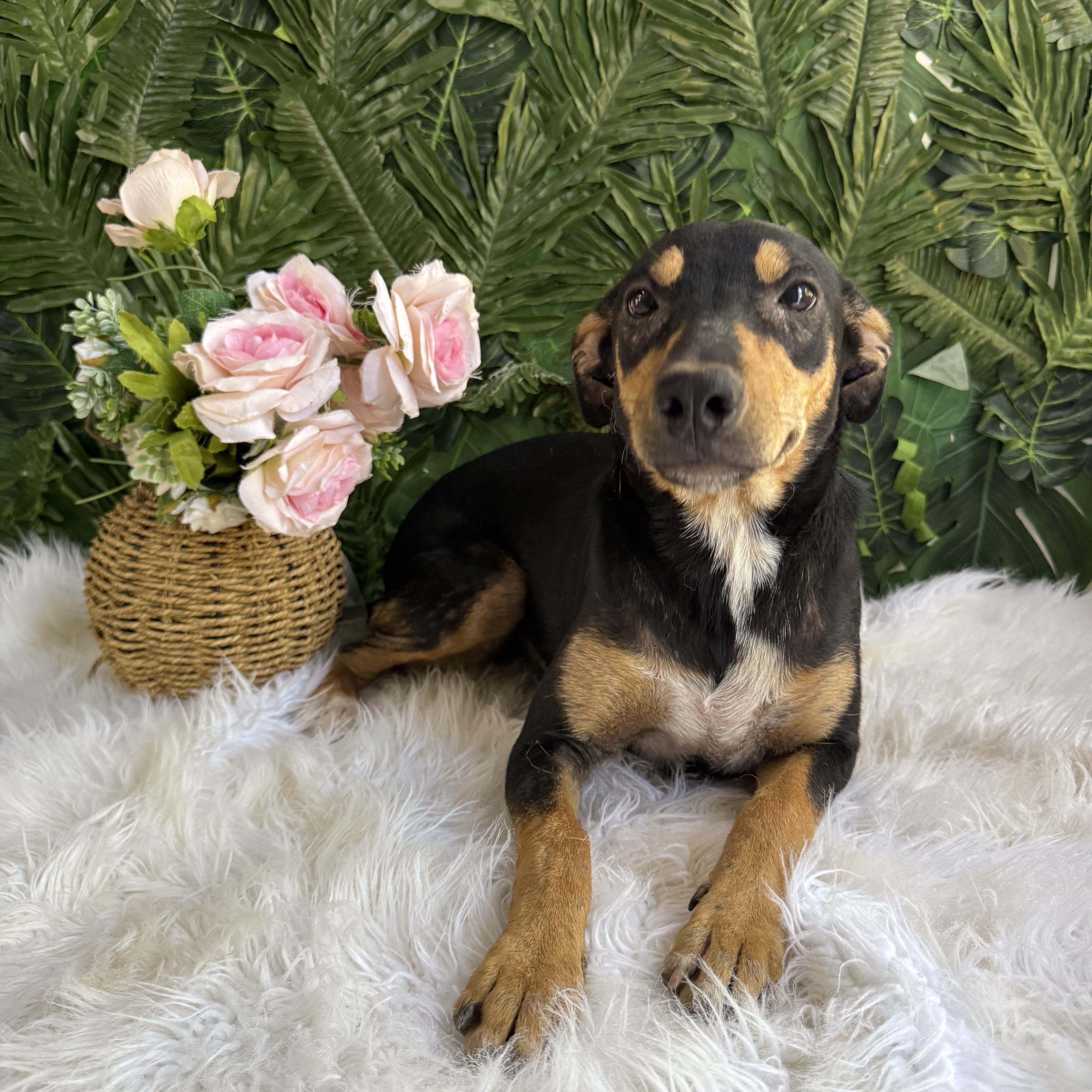 Julien, ADOPTABLE, Young Female Black Mouth Cur.