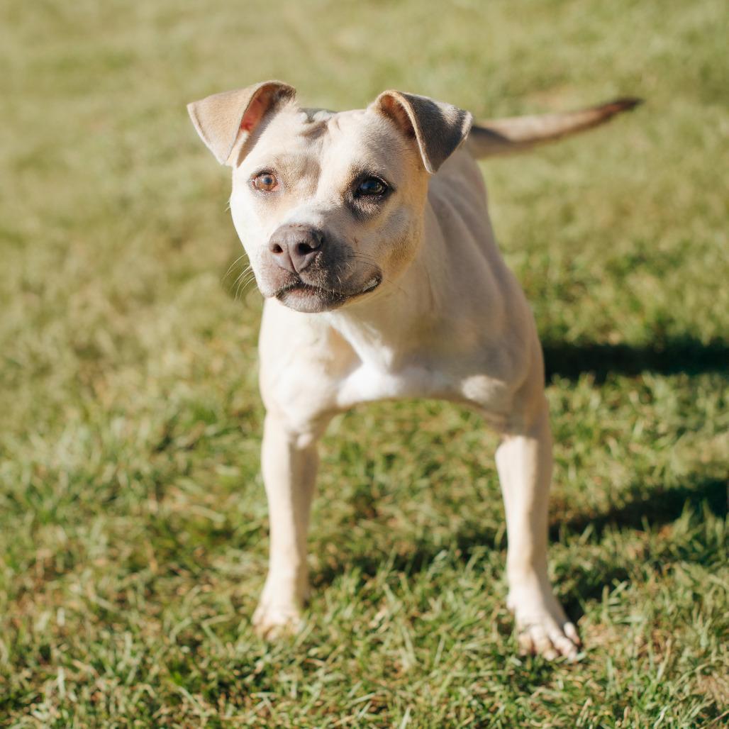 Enlarge Palomino, a Adoptable mixed breed in Northbrook, IL image 1/6