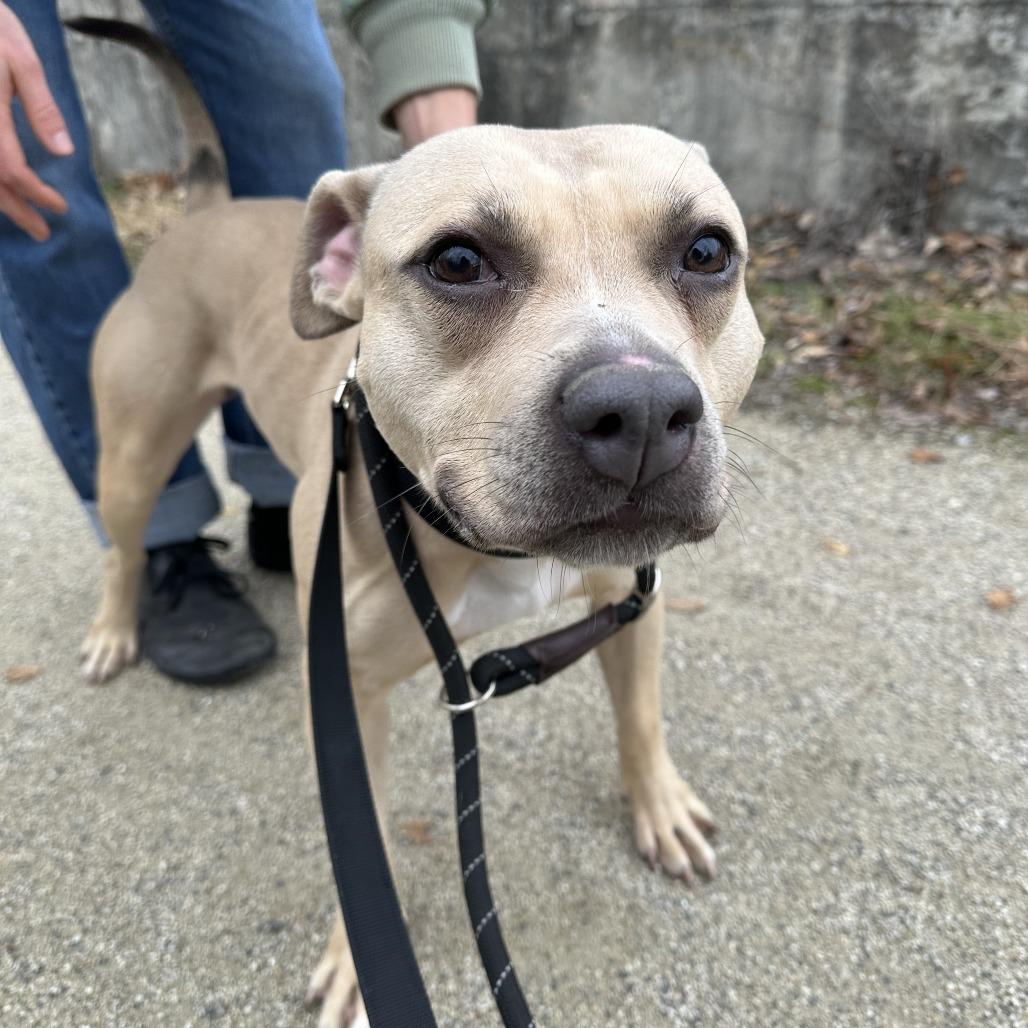 Enlarge Palomino, a Adoptable mixed breed in Northbrook, IL image 2/6