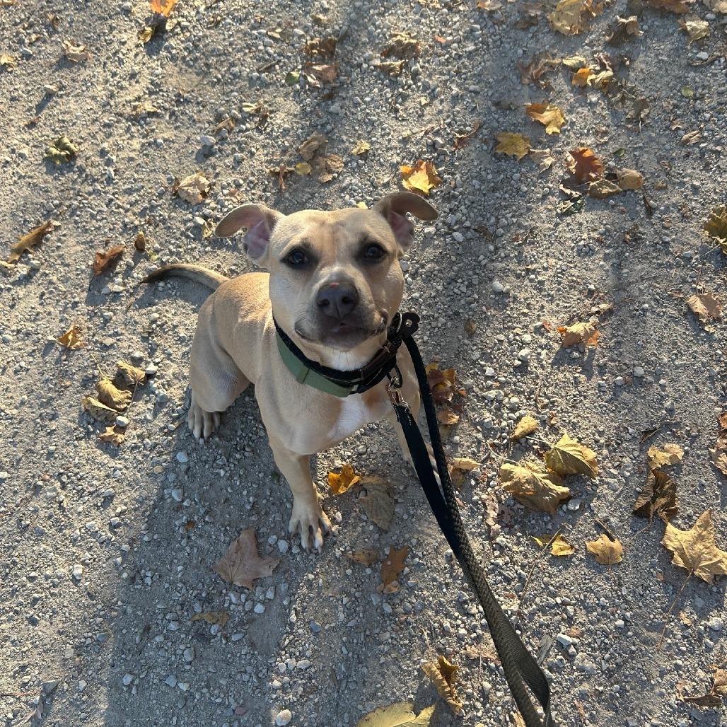 Enlarge Palomino, a Adoptable mixed breed in Northbrook, IL image 3/6