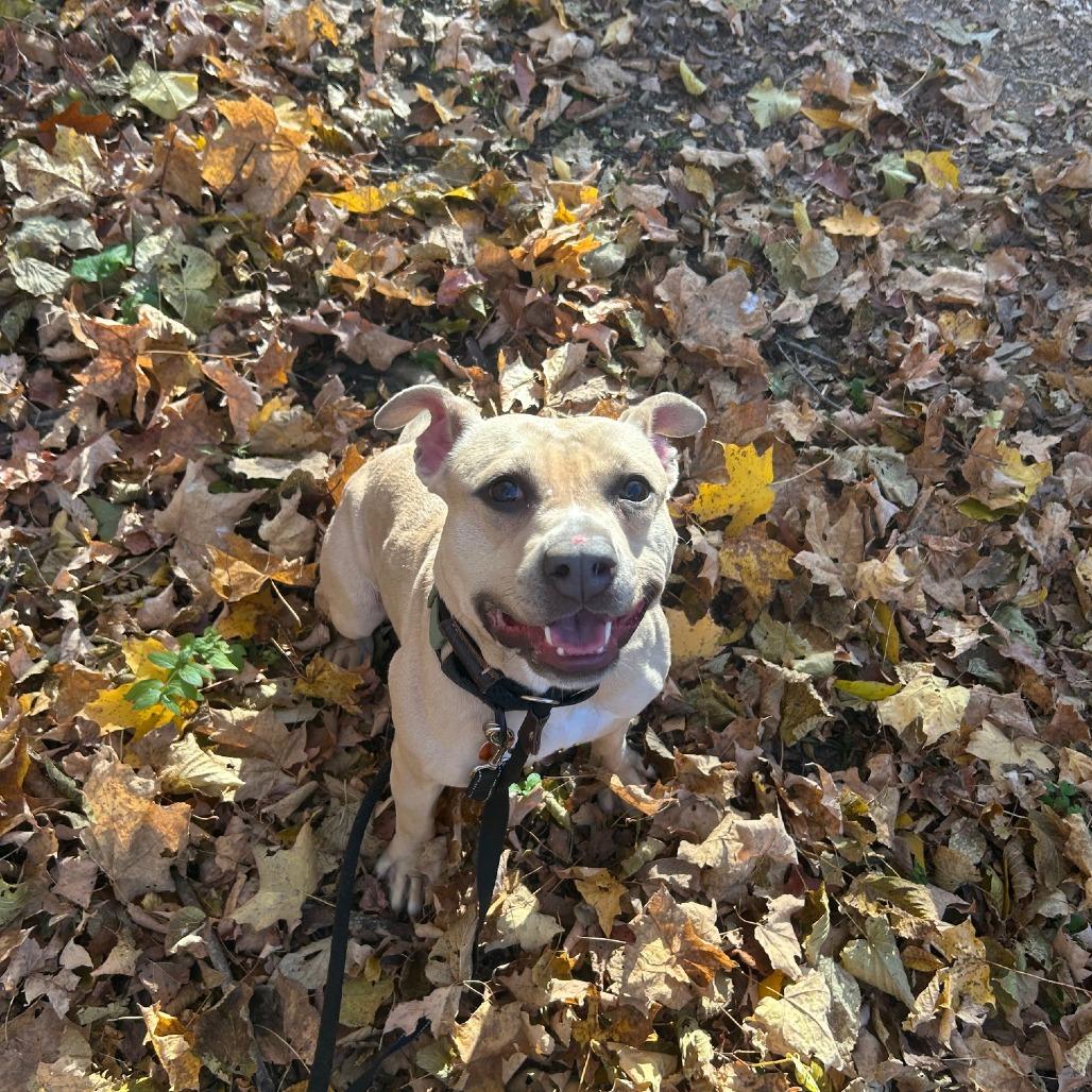 Enlarge Palomino, a Adoptable mixed breed in Northbrook, IL image 4/6